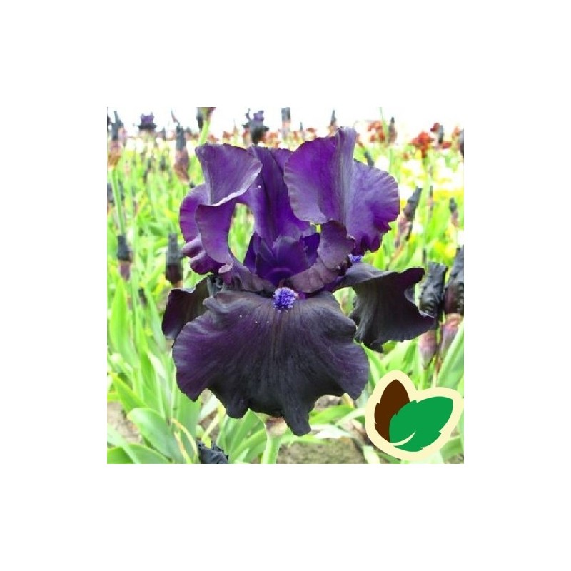 Iris germanica Black Dragon - Iris