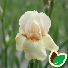 Iris germanica Nel Jape - Iris