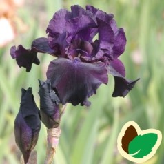 Iris germanica Superstition - Iris