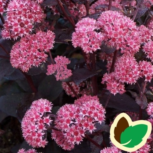 Sedum hybrid Jose Aubergine - Sankthansurt