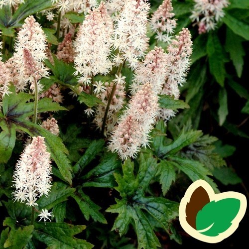 Tiarella hybrid Pink Skyrocket - Skumblomst