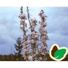 Prunus serrulata Amanogawa - Japansk Søjlekirsebær / 100-125 cm.