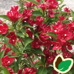 Weigela florida All Summer Red - Klokkebusk