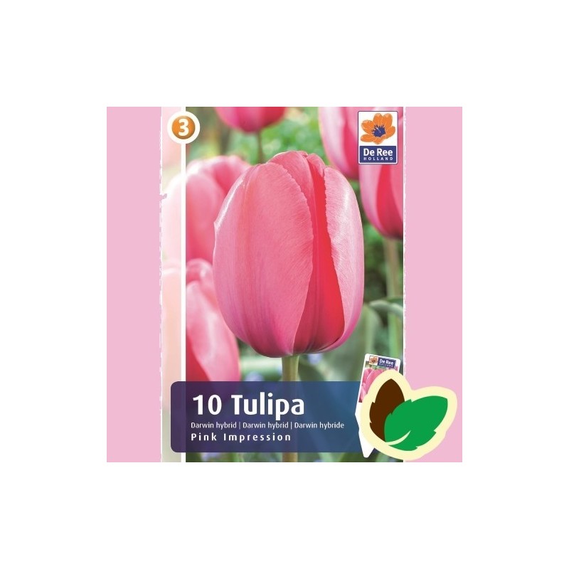 Tulipanløg Pink Impression / Darwin Tulipan - 10 Løg