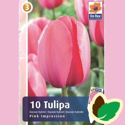 Tulipanløg Pink Impression / Darwin Tulipan - 10 Løg