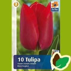 Tulipanløg Bastogne / Triumph Tulipan - 10 Løg