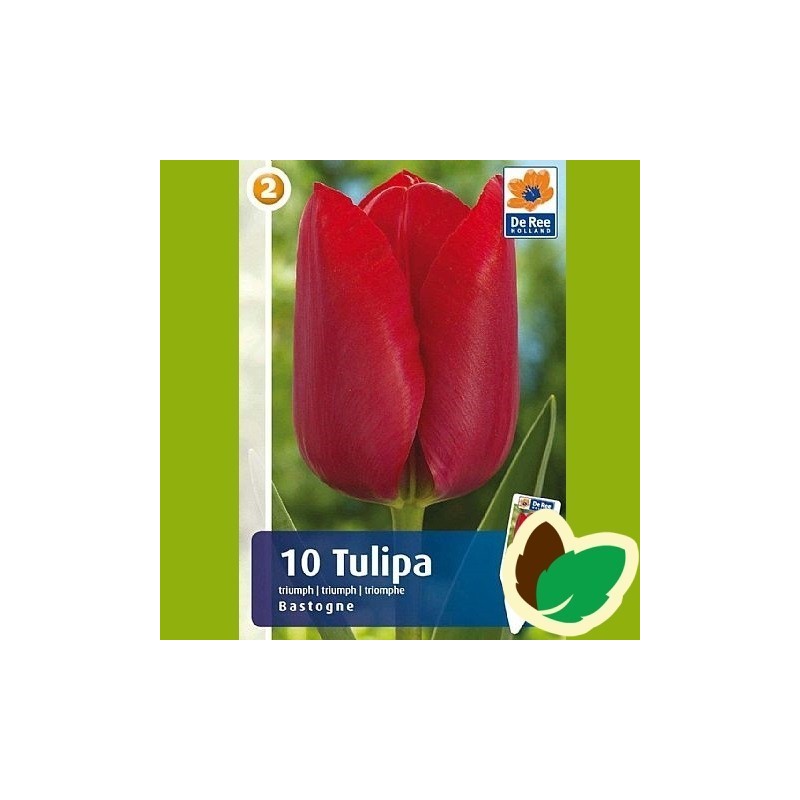 Tulipanløg Bastogne / Triumph Tulipan - 10 Løg