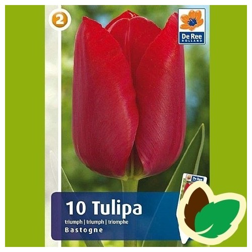 Tulipanløg Bastogne / Triumph Tulipan - 10 Løg