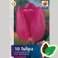 Tulipanløg Don Quichotte / Triumph Tulipan - 10 Løg