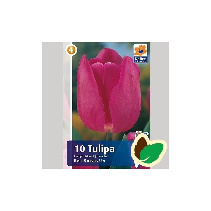 Tulipanløg Don Quichotte / Triumph Tulipan - 10 Løg