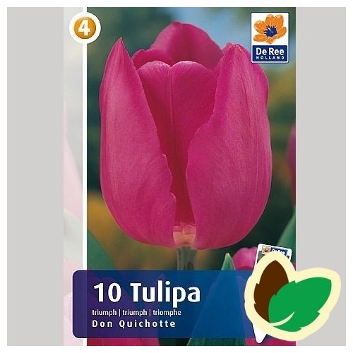 Tulipanløg Don Quichotte / Triumph Tulipan - 10 Løg