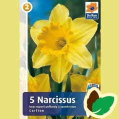 Påskeliljeløg Carlton - Narcissus / 5 Løg