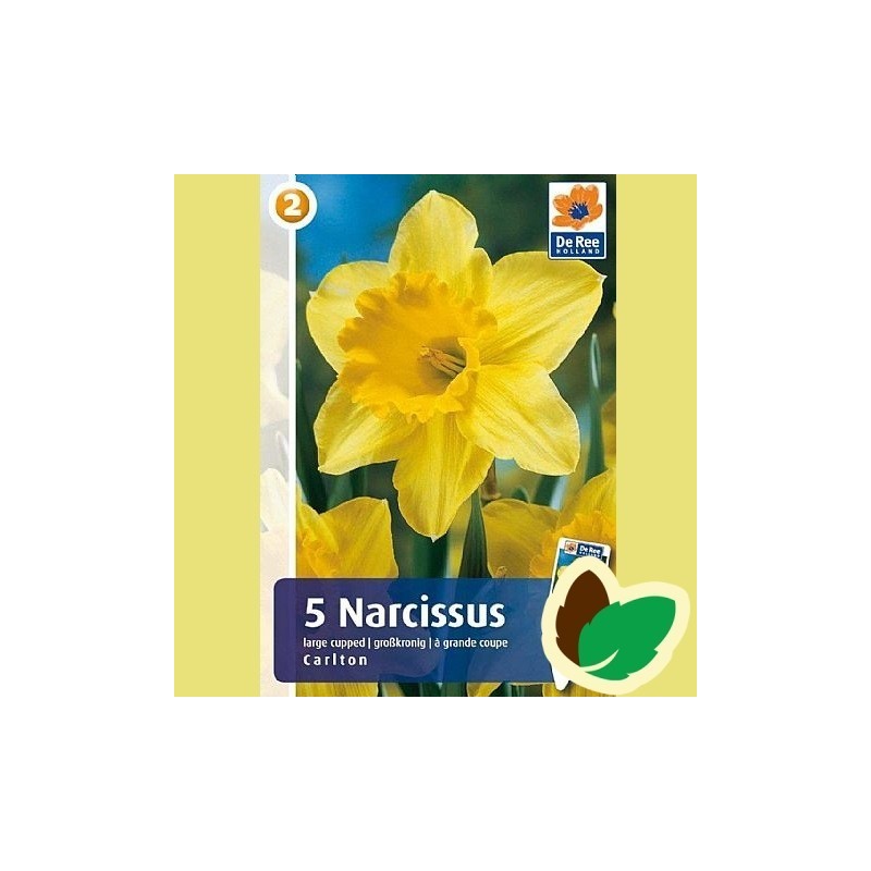 Påskeliljeløg Carlton - Narcissus / 5 Løg