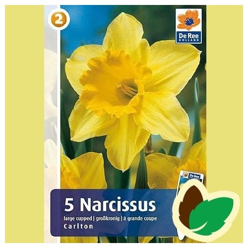 Påskeliljeløg Carlton - Narcissus / 5 Løg