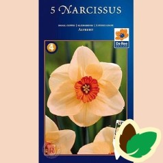 Pinseliljeløg Altruist - Narcissus / 5 Løg