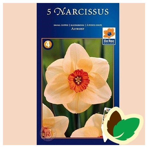 Pinseliljeløg Altruist - Narcissus / 5 Løg