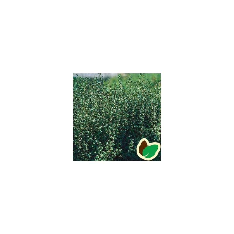 Fjeldribs Hemus (Han) 30-50 cm. - Bundt med 10 stk. barrodsplanter - Ribes alpinum Hemus