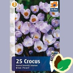 Krokusløg Blue Pearl - Crocus / 25 Løg