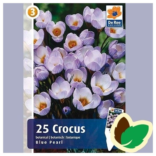 Krokusløg Blue Pearl - Crocus / 25 Løg