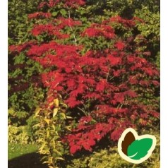 Acer japonicum Aconitifolium / Viftebladet Løn