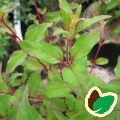 Fuchsia magellanica Riccartonii / Havefuchsia