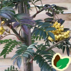 Sorbus aucuparia Joseph Rock - Røn / 175-200 cm.