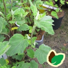 Lavatera Burgundy Wine / Mamelukærmebusk