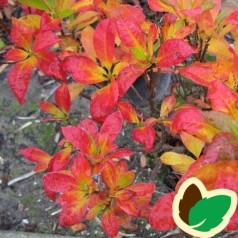 Rhododendron knaphill Pontica - Haveazalea