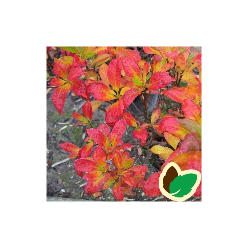 Haveazalea / Guldazalea 25-50 cm. - Rhododendron Luteum / Pontica