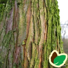 Metasequoia Glyptostroboides - Vandgran / 200-250 cm.