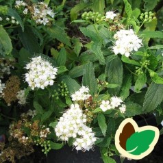 Spiraea japonica Albiflora - Spiræa