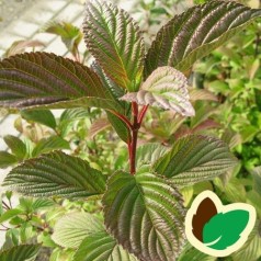 Viburnum bodnantense Charles Lamont - Kejserbusk