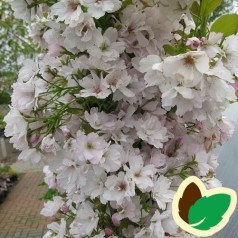 Prunus serrulata Amanogawa - Japansk Søjlekirsebær / 100-125 cm.
