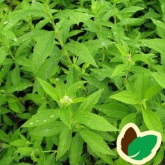 Spiraea japonica Albiflora - Spiræa