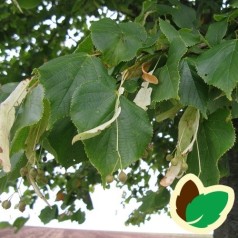 Småbladet Lind 10 stk. 50-80 cm. barrods - Tilia cordata