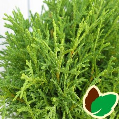 Thuja occidentalis Tiny Tim / Dværgthuja