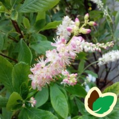 Clethra alnifolia Ruby Spice / Konvalbusk