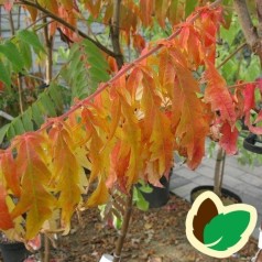 Rhus typhina Dissecta / Hjortetakstræ