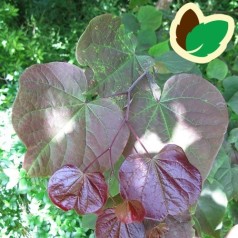 Cercis canadensis Forest Pansy / Judastræ