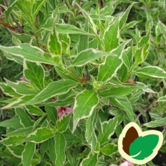 Weigela florida Nana Variegata - Klokkebusk