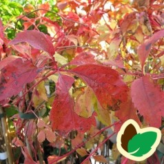 Parthenocissus quinquefolia Engelmannii / Vildvin