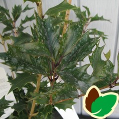 Osmanthus heterophyllus Purpureus / Djævlebusk