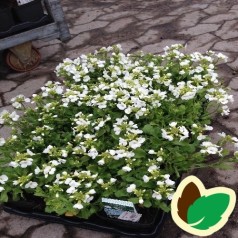 Arabis caucasica Bakkely / Kalkkarse