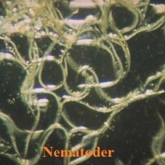 Biologisk bekæmpelse af Gåsebillelarver - 50 mio Nematoder Ø / 0280