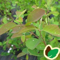 Aks Bærmispel 30-50 cm. - Bundt med 10 stk. barrodsplanter - Amelanchier spicata