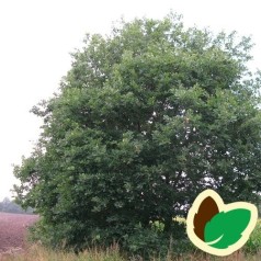 Vintereg 50-80 cm. - Bundt med 10 stk. barrodsplanter - Quercus petrea _