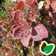 Birkebladet Spiræa Tor 15-30 cm. - 10 stk. barrodsplanter - Spiraea betulifolia Tor _