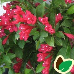 Weigela florida Red Prince - Klokkebusk