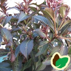Weigela florida Black and White - Klokkebusk