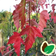 Acer ginnala - Ildløn / Træ 200-250 cm.